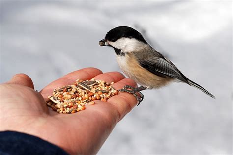 Feeding birds. Things To Know About Feeding birds. 